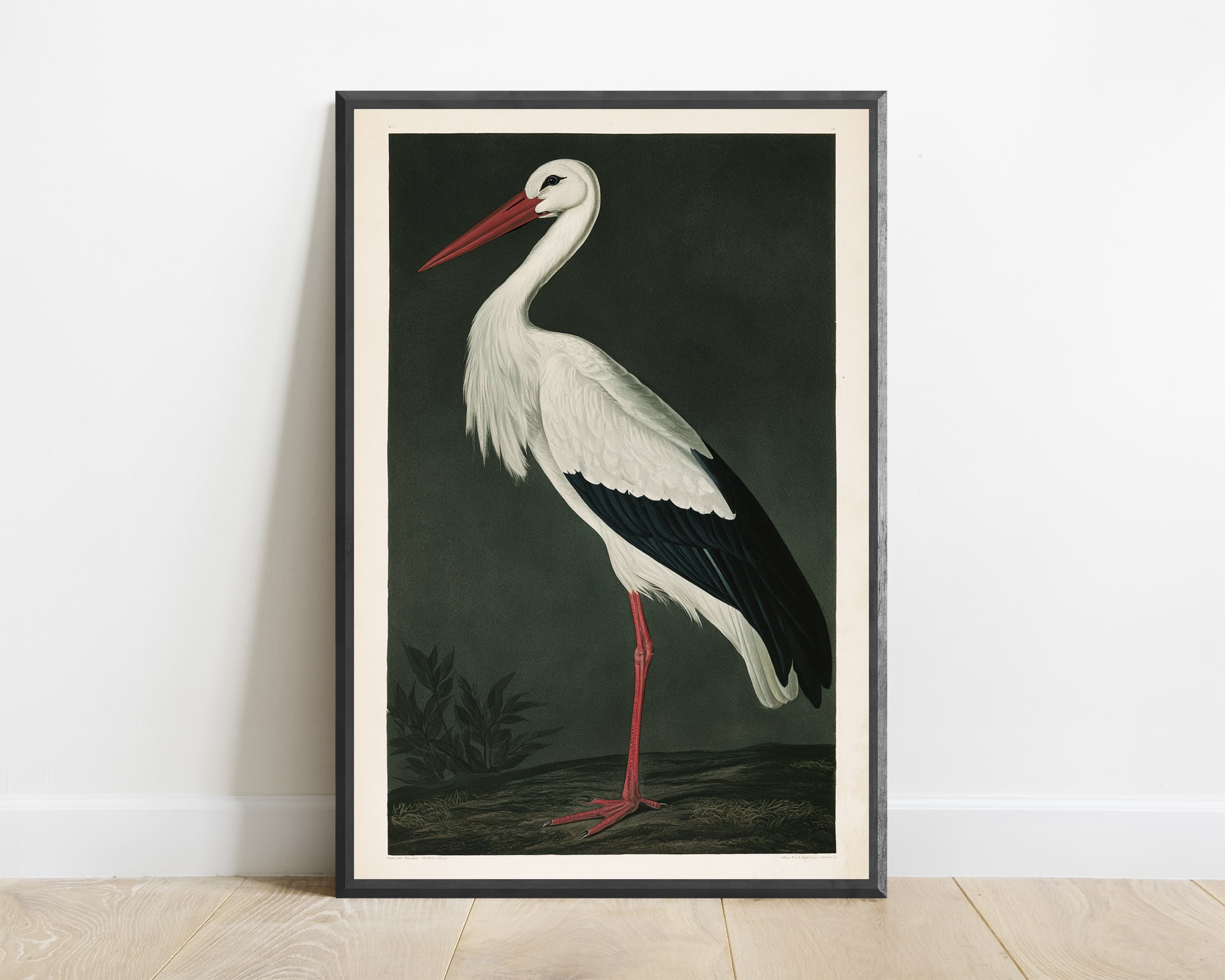 White Stork with Red Beak & Legs — view 1