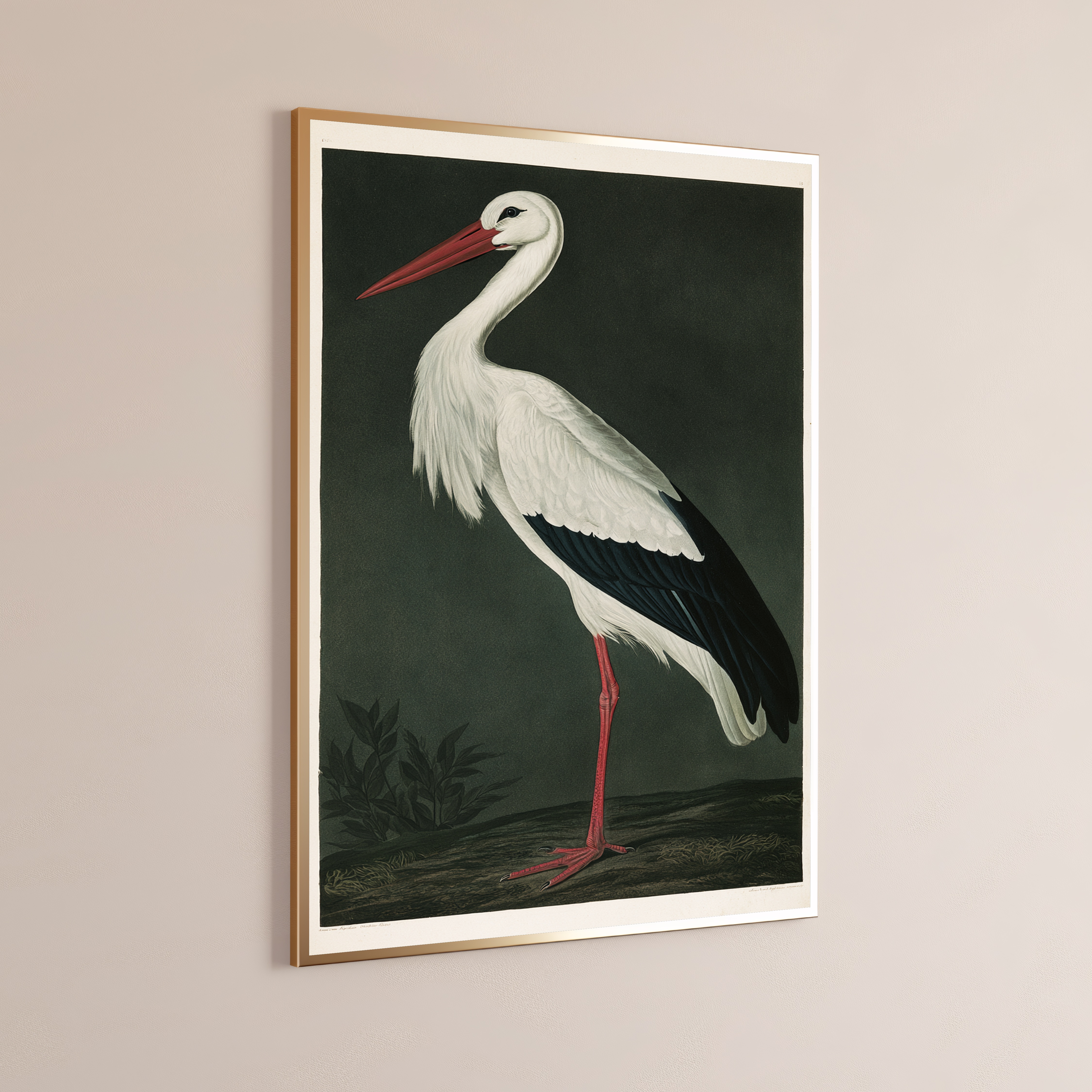 White Stork with Red Beak & Legs